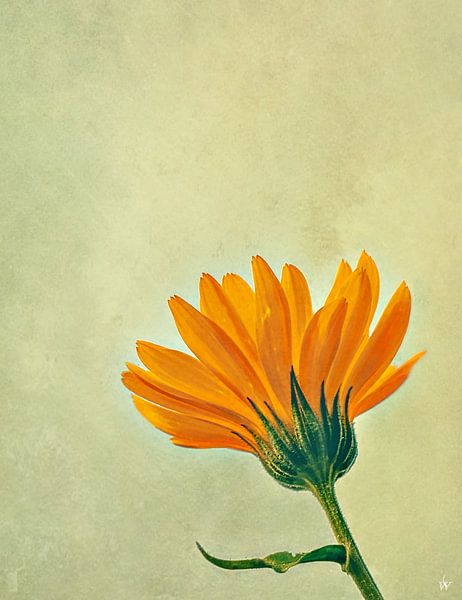 MARIGOLD Calendula Officinalis Calendula Officinal by Borgo San Bernardo
