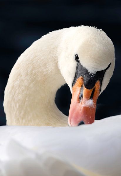 Weißer Schwan vor schwarzem Hintergrund von Piet Hein Schuijff