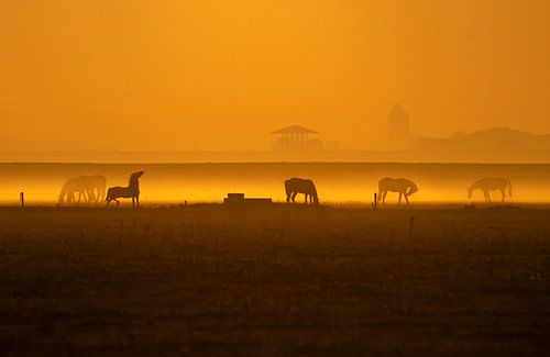 Paarden in de ochtendmist