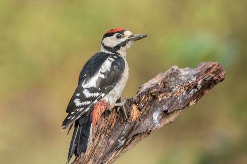 Grote Bonte specht