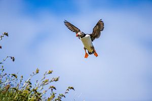 Fliegender Papageientaucher (Fratercula arctica)