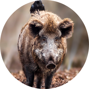 een wild zwijn staat in een loofbos met een raaf op zijn rug