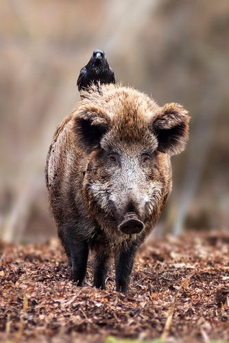 un sanglier se tient dans une forêt de feuillus avec un corbeau sur le dos