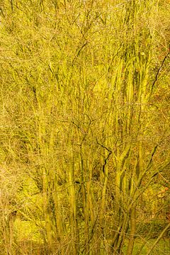 Groen scherm van Richard Gouw