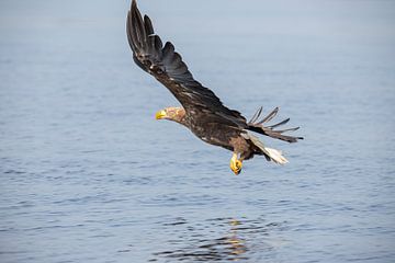 Weißkopfseeadler, Haliaeetus albicilla