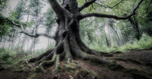 Mystical tree