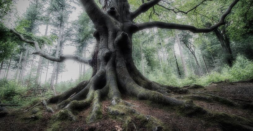 Mystischer Baum von Connie de Graaf