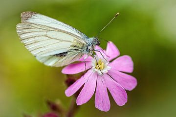 Cabbage White Butterfly by Rob Boon