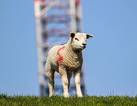 Nieuw leven in het Groningse landschap. van Charlotte Gohl