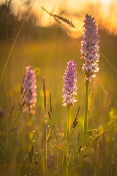 Sonnenaufgang mit wilden Orchideen auf Texel