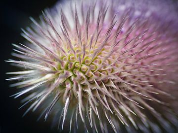 Stachelige Farben von Rob van der Wal