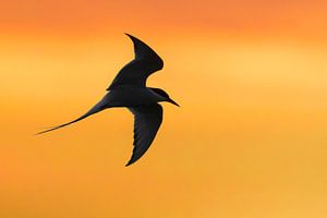 Flying adult Arctic Tern (Sterna paradisaea) by AGAMI Photo Agency