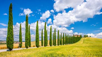 Cipressenlaan, Val d'Orcia, Toscane. van Jaap Bosma Fotografie