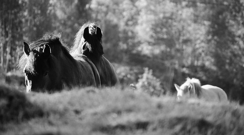 Horses by Albertha  de Vries