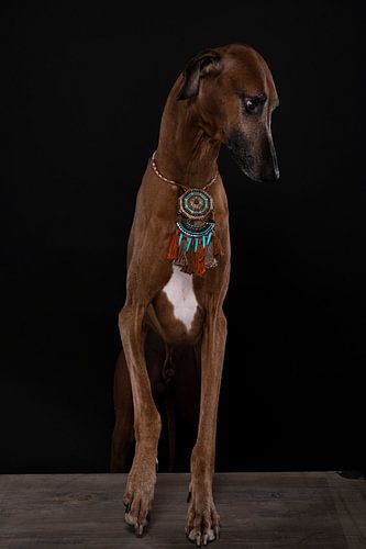 Azawakh hond met halsketting tegen zwarte achtergrond