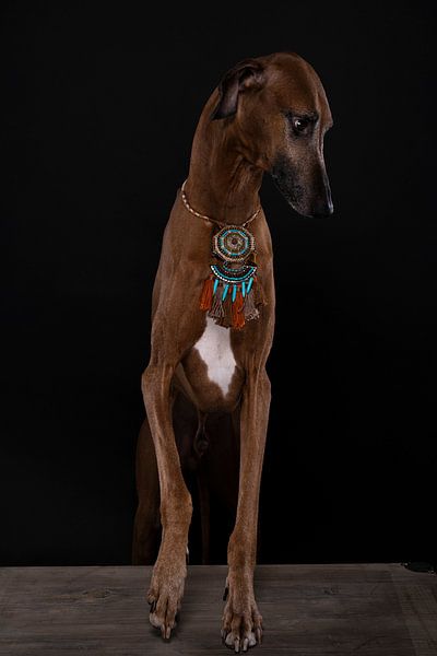 Azawakh hond met halsketting tegen zwarte achtergrond van Leoniek van der Vliet