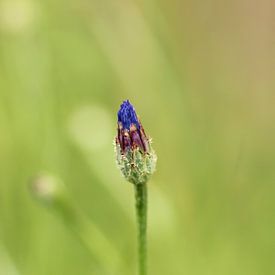 Kornblume in der Knospe von Martijn Buitenkamp