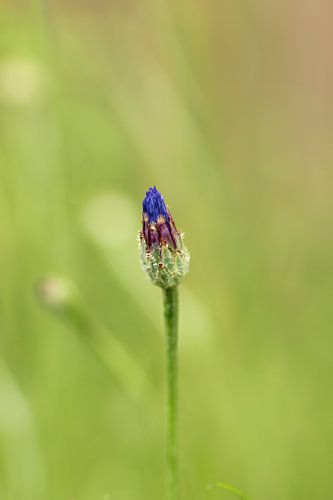 Cornflower in bud