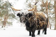 Zwarte Schotse Hooglander in de sneeuw tijdens de winter van Sjoerd van der Wal Fotografie thumbnail