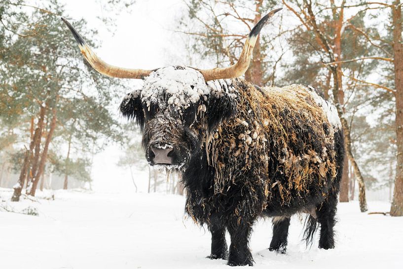 Zwarte Schotse Hooglander in de sneeuw tijdens de winter van Sjoerd van der Wal Fotografie