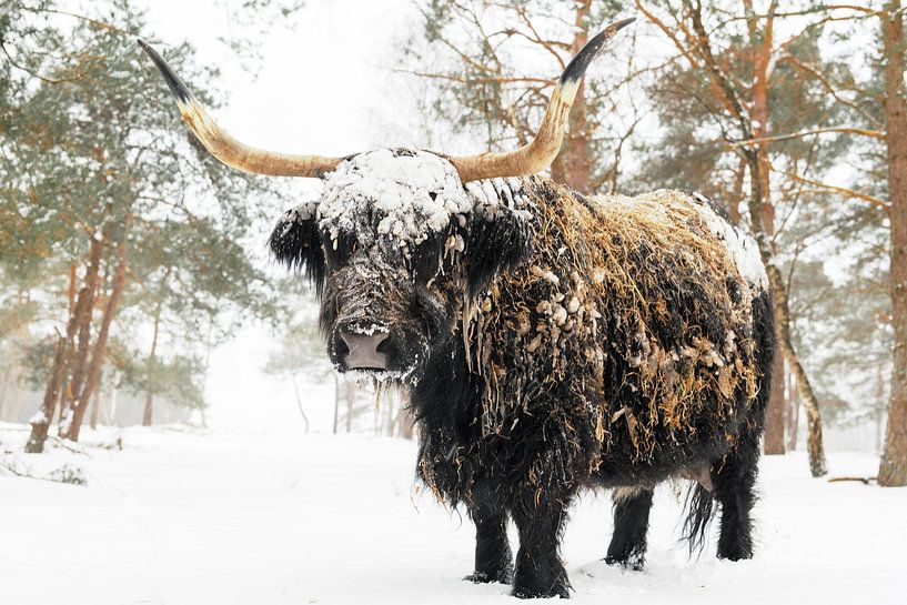 Black Scottish Highlander cattle in the snow during winter by Sjoerd van der Wal Photography