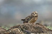 Short eared owl par Menno Schaefer Aperçu