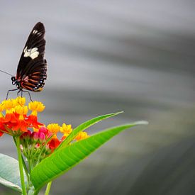 Vlinder  von Marco Brekelmans