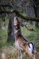 Herten in de duinen