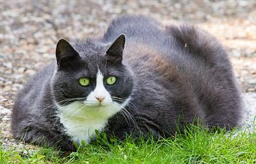 Dikke kat in de tuin by Dennis van de Water