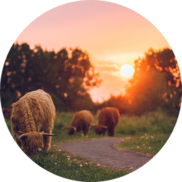 Schotse hooglanders tijdens zonsondergang van MdeJong Fotografie