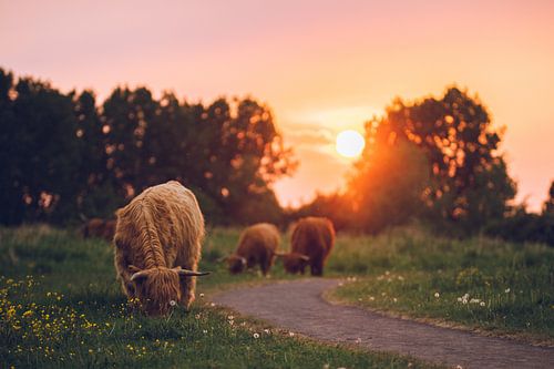 Schotse hooglanders tijdens zonsondergang