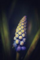 Blue grape