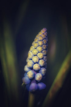 Blue grape
