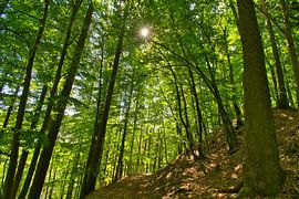 Summer forest by Tanja Voigt