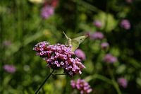 groot koolwitje op bloem