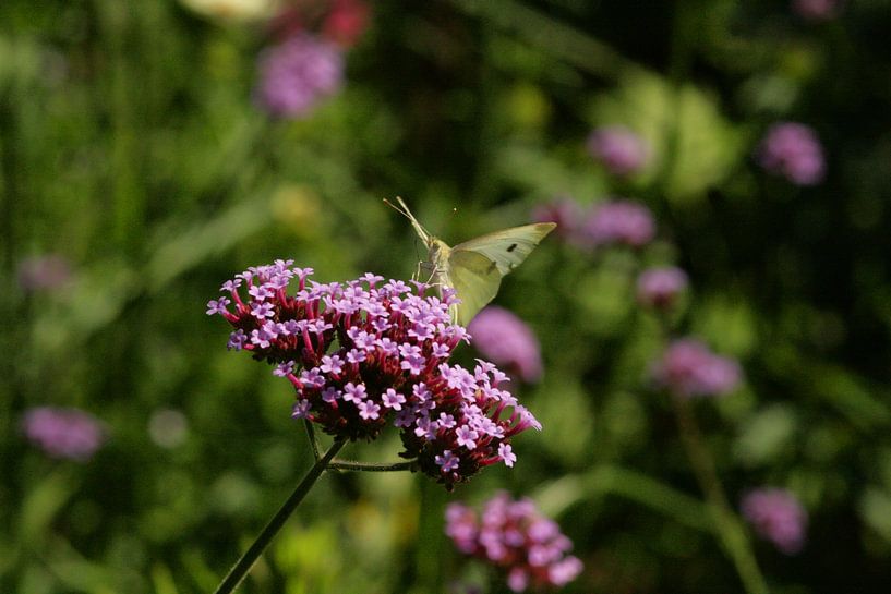 cabbage white on flower by Giel Ketting