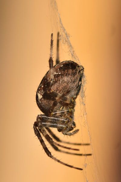 Kruisspin macrofoto von Sascha van Dam