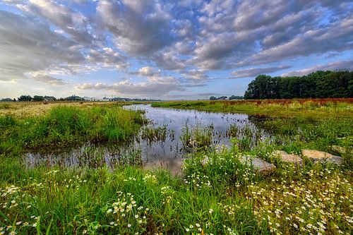 de Maasarm, natuurgebied in Limburg