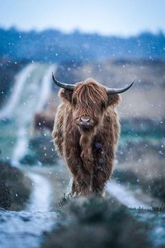 Schotse Hooglander in een sneeuwbui van Tom Zwerver