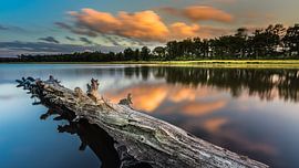 Buntven von Harold van den Hurk