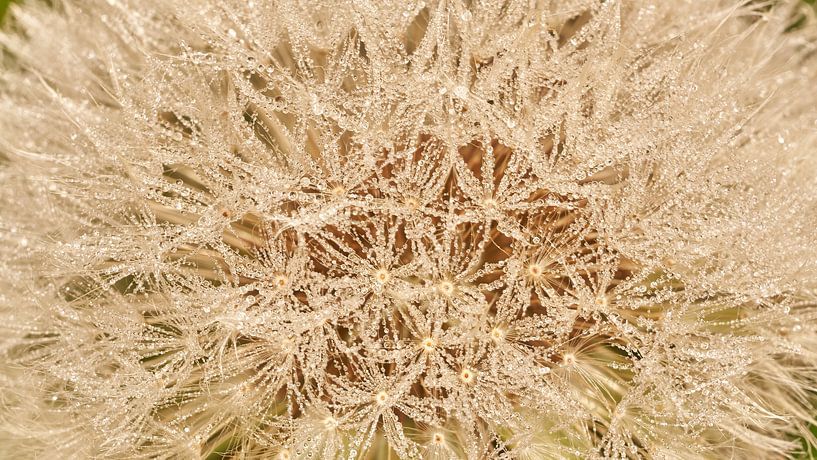 Perles de rosée sur les peluches de pissenlit par Geert Perdaens