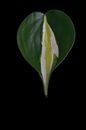 Philodendron cream splash van Anita Visschers thumbnail