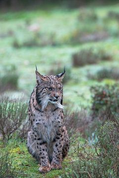 Iberian Lynx Lynx pardinus by Dick Hoogenboom