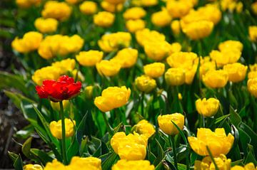 Tulpenveld rood in geel van Miny'S