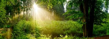 Prachtige natuur van Günter Albers