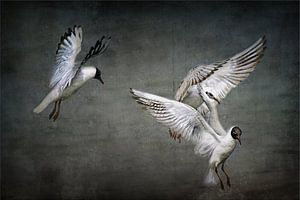 La danse des mouettes