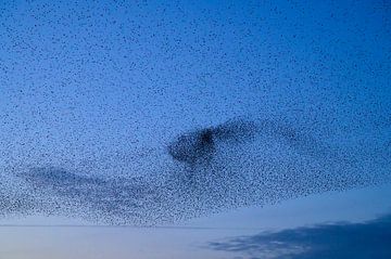 Spreeuwen zwerm in de lucht tijdens zonsondergang