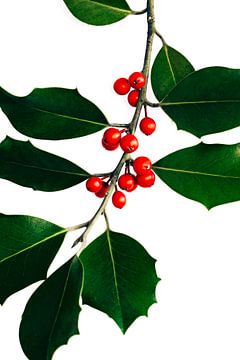 Classic holly with red berries | Christmas nature photography by Denise Tiggelman