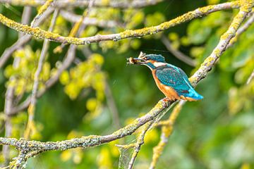 Eisvogel mit einem gefangenen Fisch in seinem Schnabel.