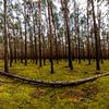Panorama van het bos van Frank Herrmann